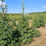 Świerk serbski (picea omorica) obsadzony w donicy