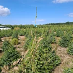 Świerk serbski (picea omorica) obsadzony w donicy