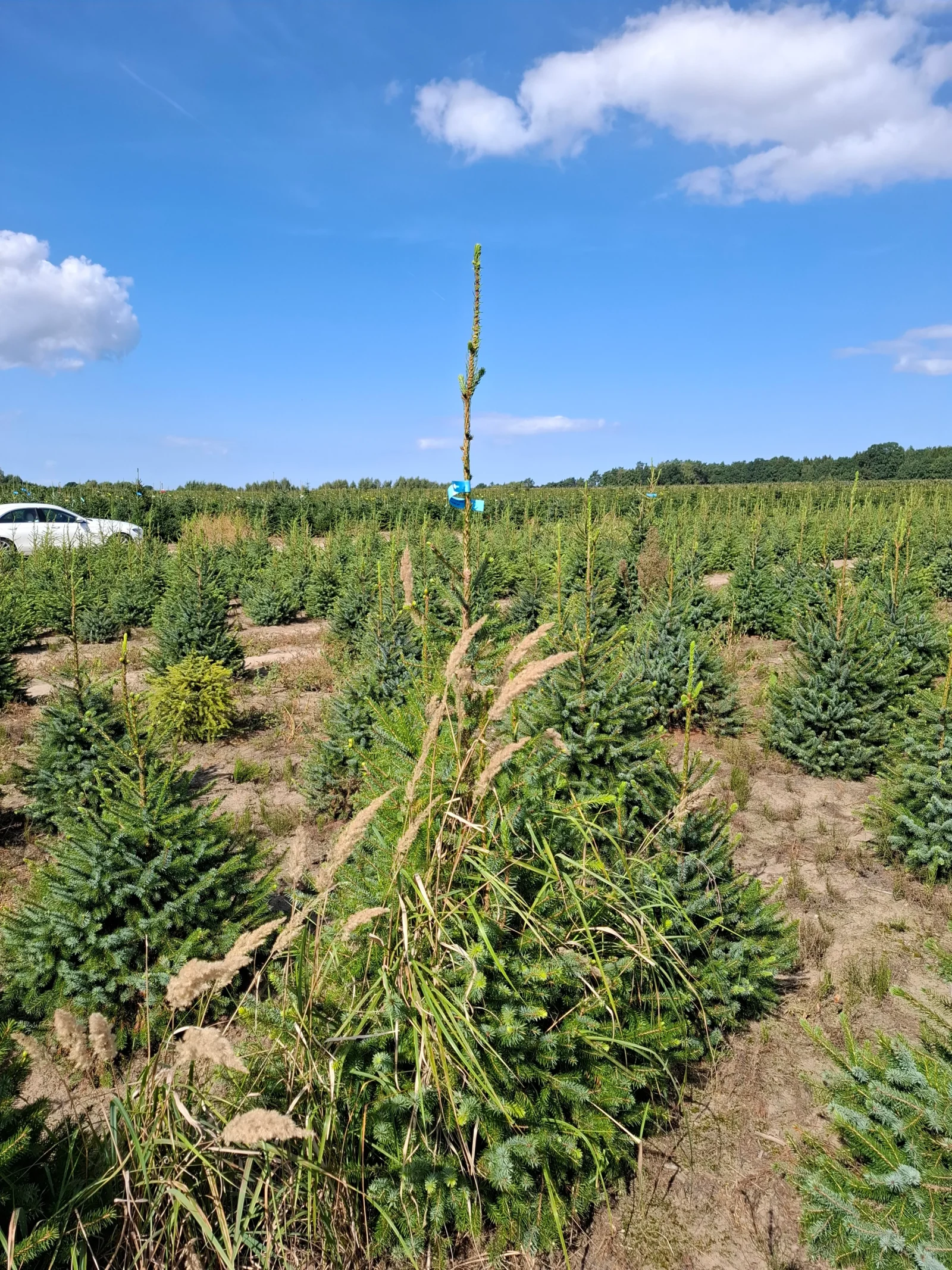 Świerk serbski (picea omorica) obsadzony w donicy