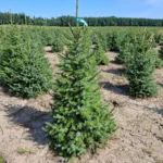 Świerk serbski (picea omorica) obsadzony w donicy