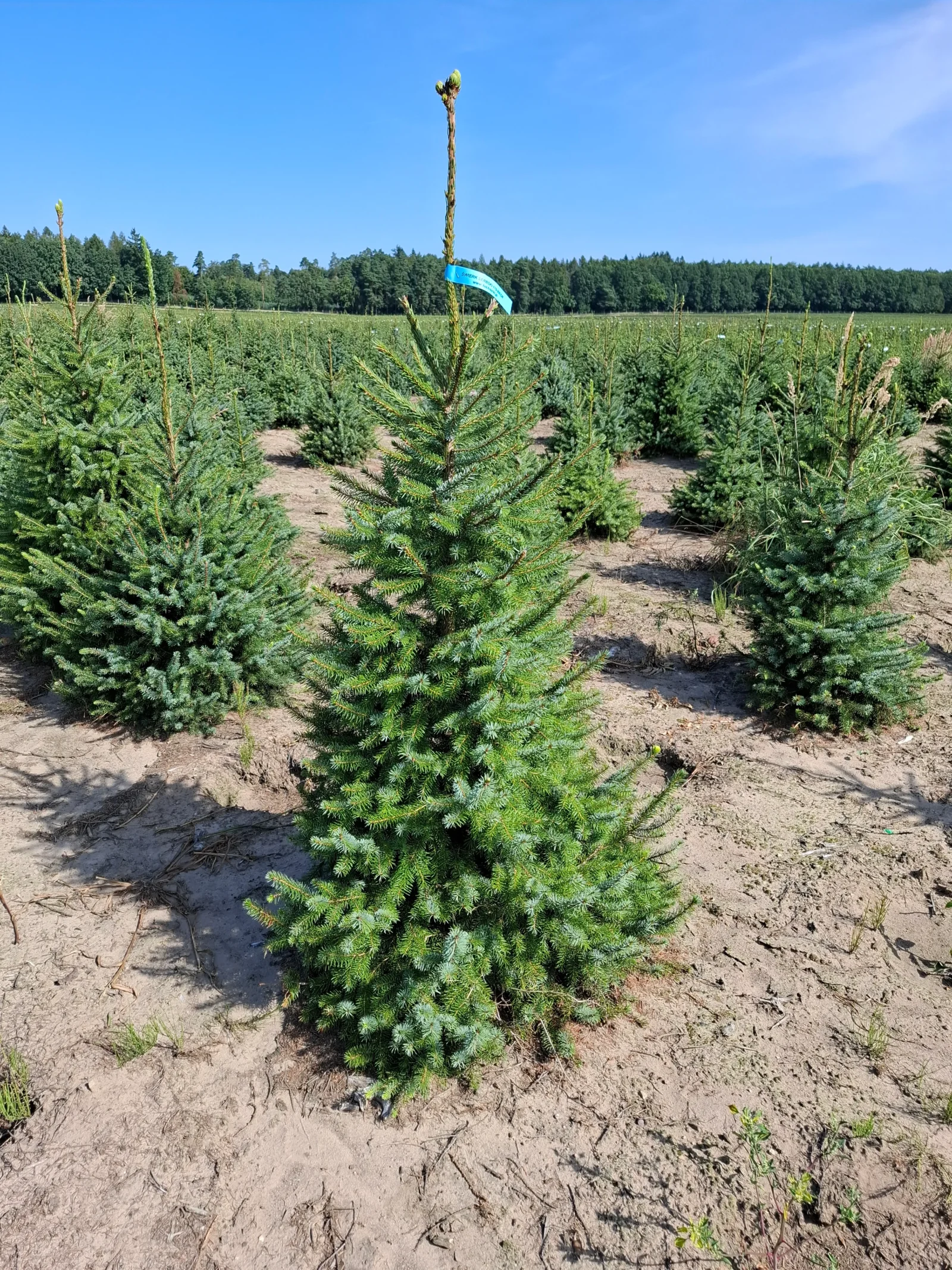 Świerk serbski (picea omorica) obsadzony w donicy