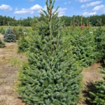 Świerk serbski (picea omorica) obsadzony w donicy