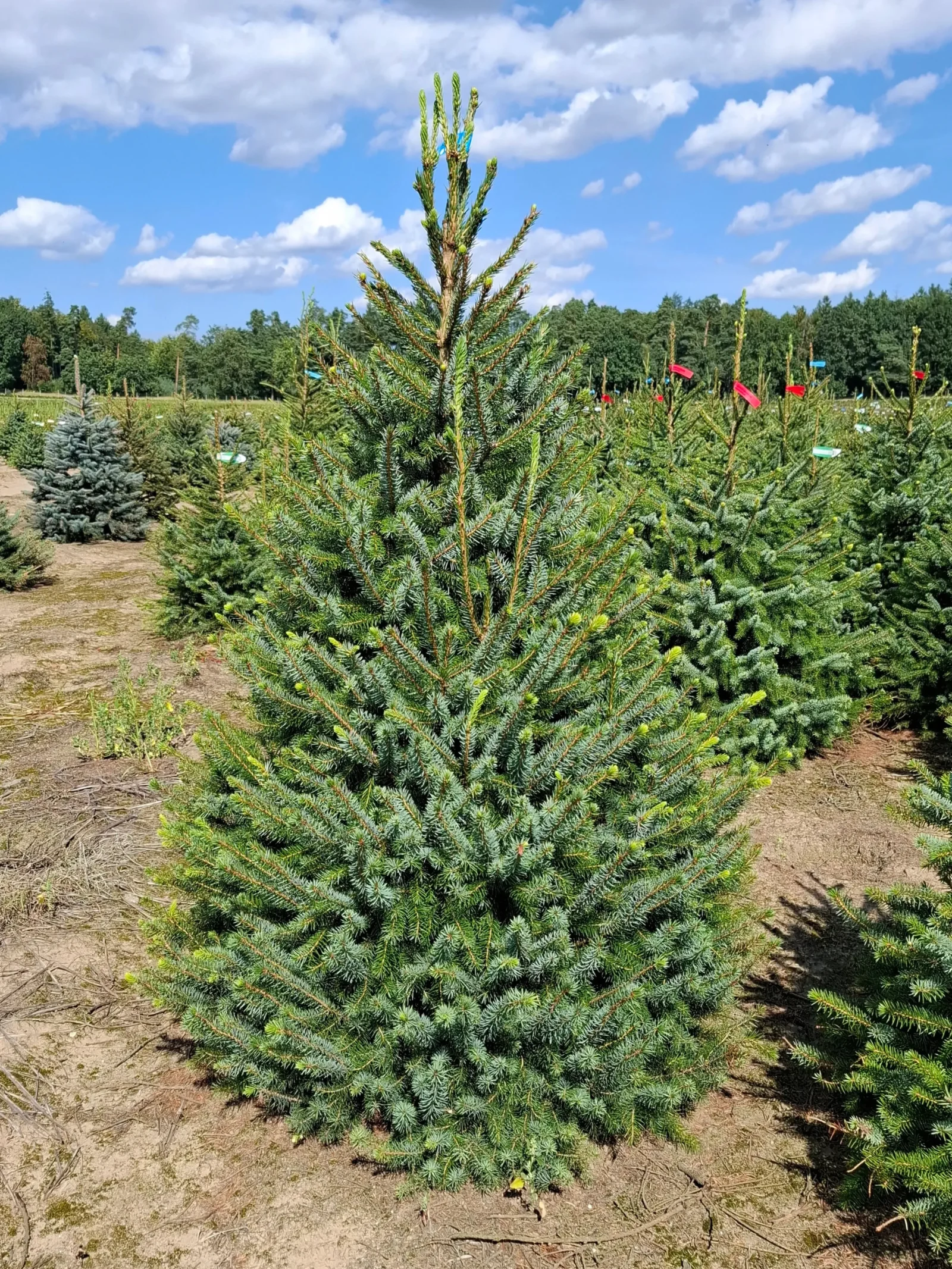 Świerk serbski (picea omorica) obsadzony w donicy