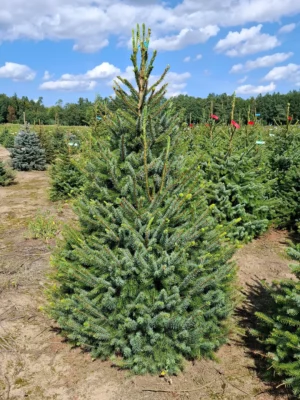 Świerk serbski (picea omorica) Świerk serbski (picea omorica) obsadzony w donicy