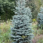 świerk kłujący cięty Świerk kłujący (picea pungens) cięty