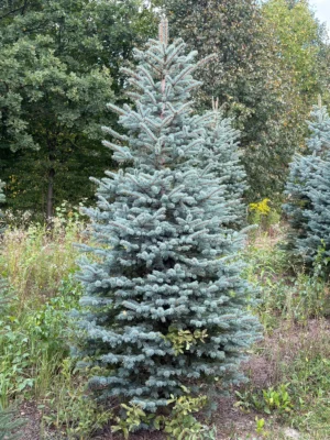 świerk kłujący cięty tuchoinki Świerk kłujący (picea pungens) cięty