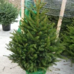 Świerk pospolity (picea abies) rosnący w donicy