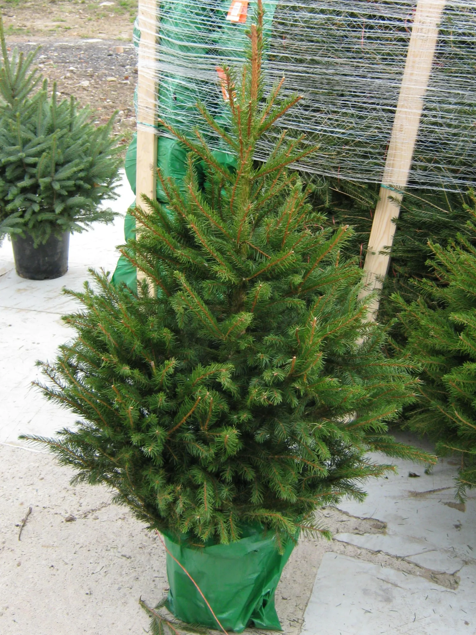 Świerk pospolity (picea abies) rosnący w donicy