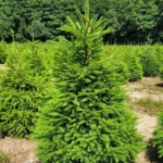 Świerk pospolity (picea abies) rosnący w donicy