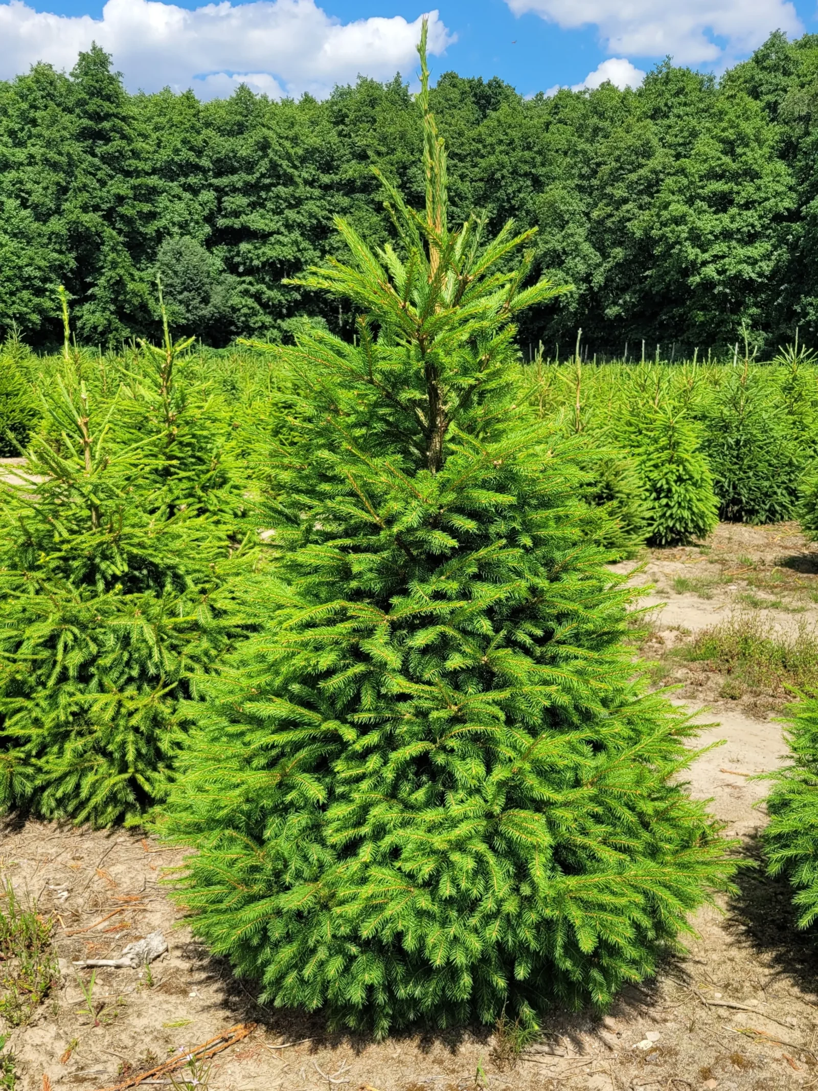 Świerk pospolity (picea abies) rosnący w donicy