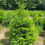 Świerk pospolity (picea abies) rosnący w donicy