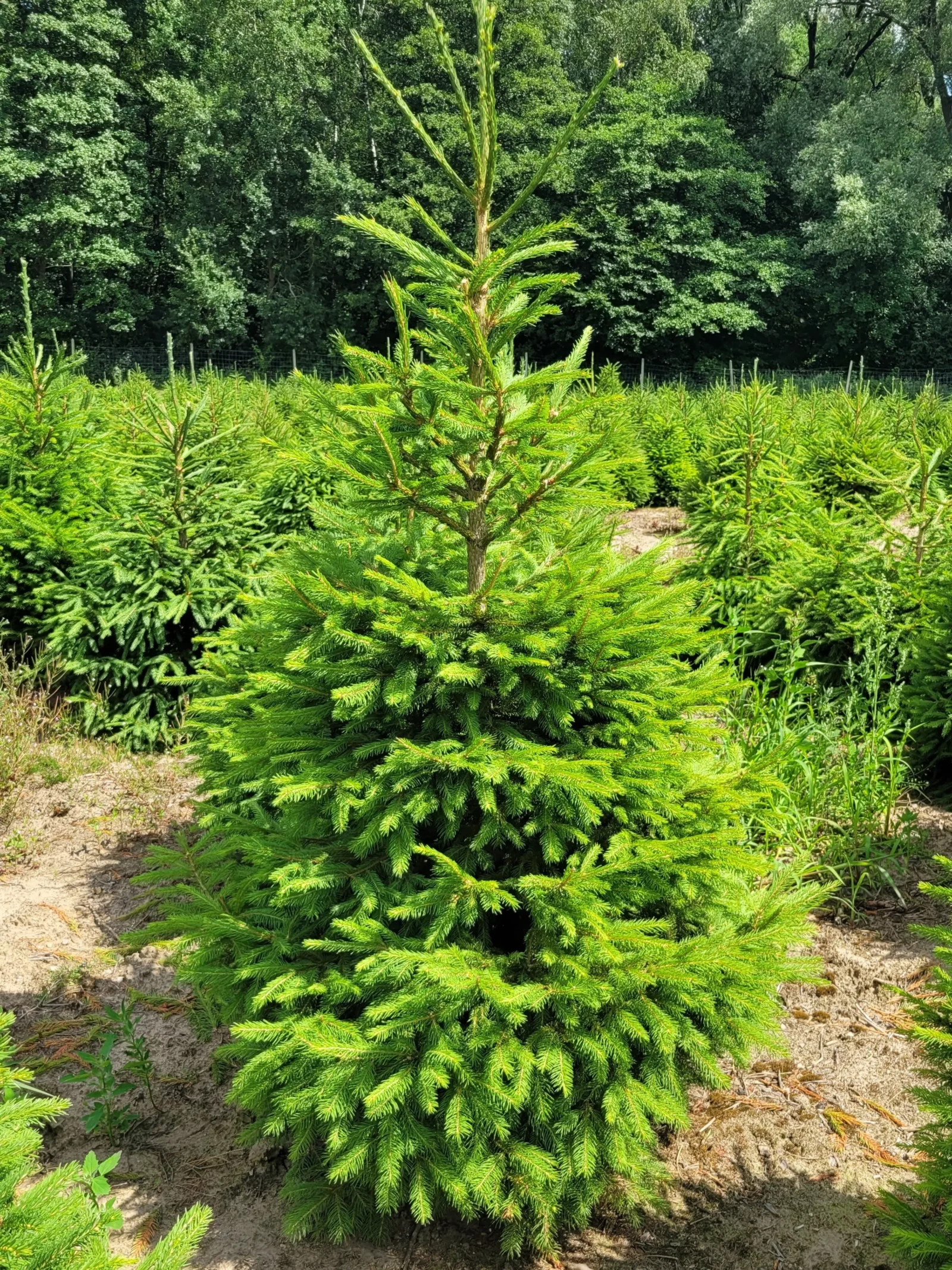 Świerk pospolity (picea abies) rosnący w donicy