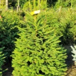 Świerk pospolity (picea abies) rosnący w donicy