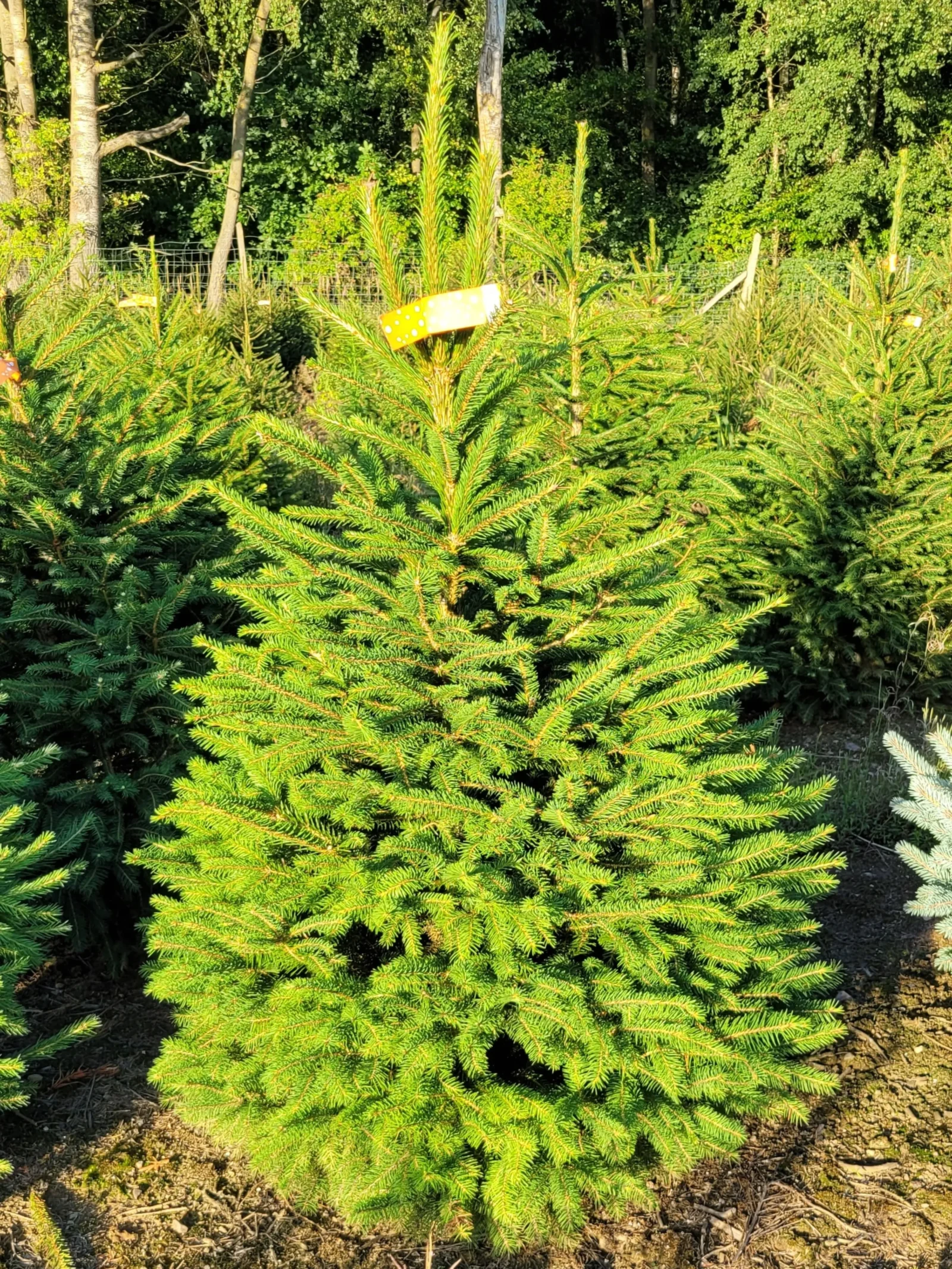 Świerk pospolity (picea abies) rosnący w donicy