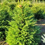 Świerk pospolity (picea abies) rosnący w donicy