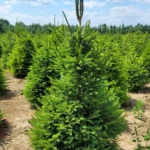 Świerk pospolity (picea abies) rosnący w donicy