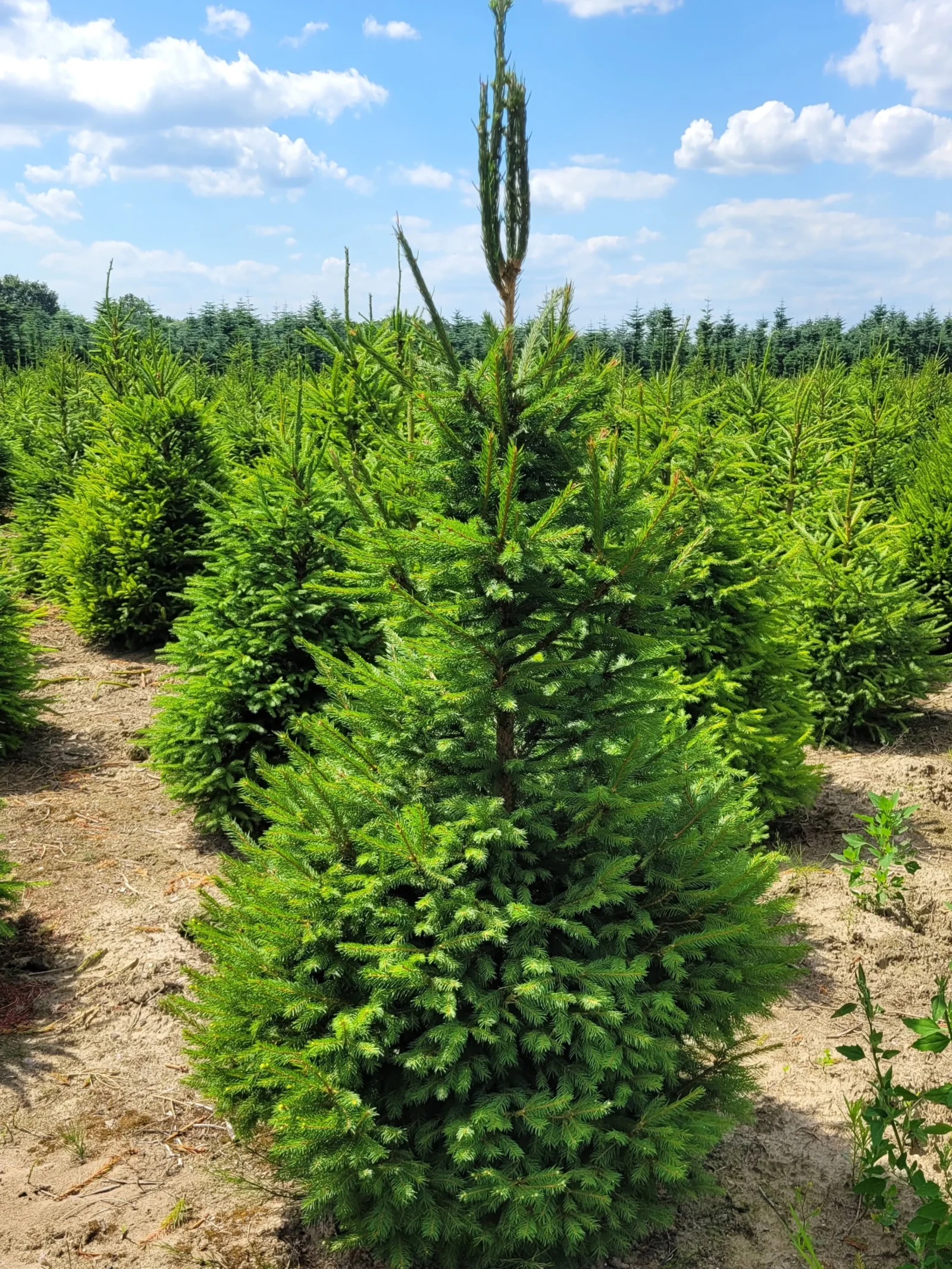 Świerk pospolity (picea abies) rosnący w donicy