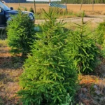 Świerk pospolity (picea abies) rosnący w donicy