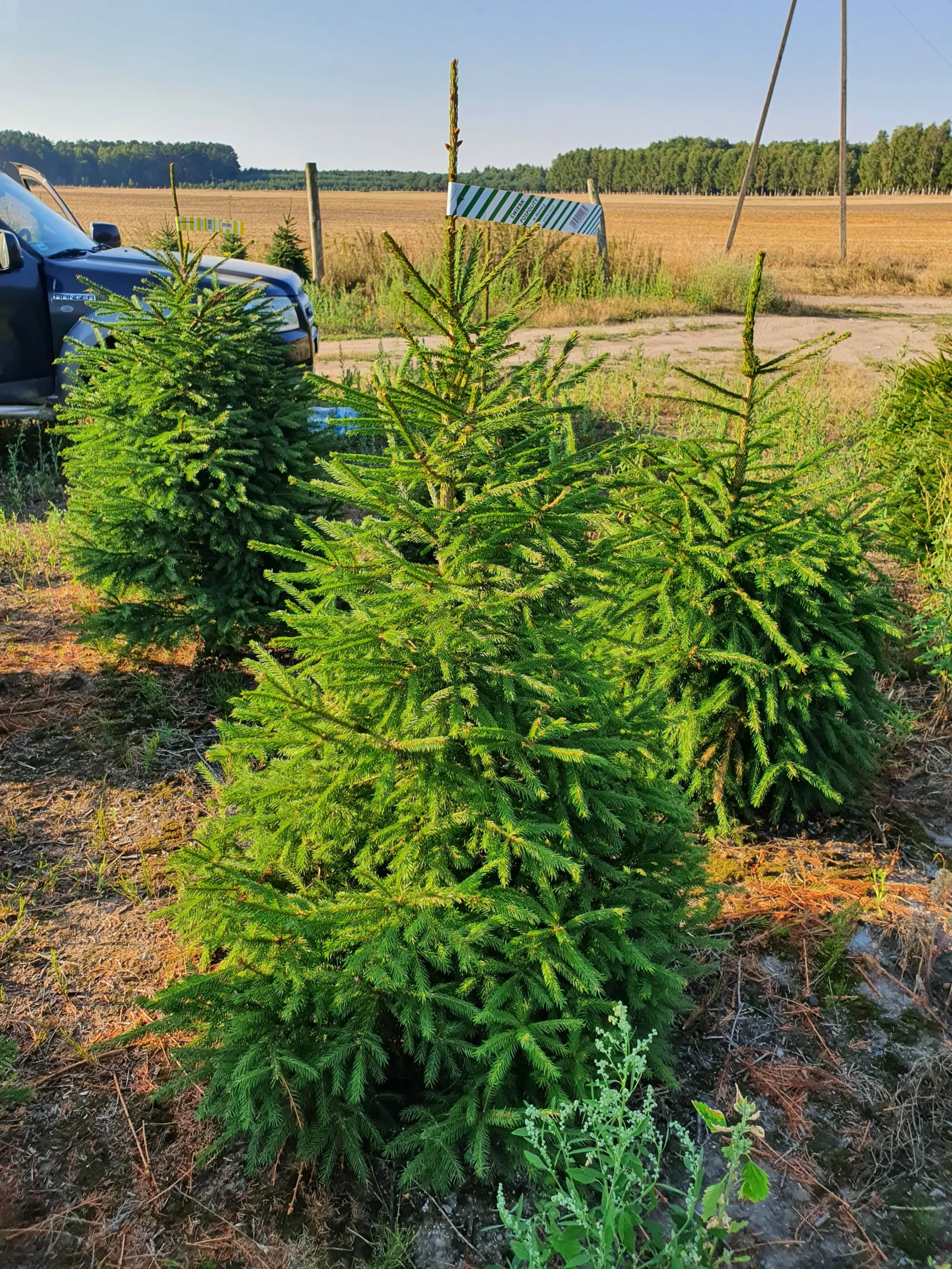 Świerk pospolity (picea abies) rosnący w donicy