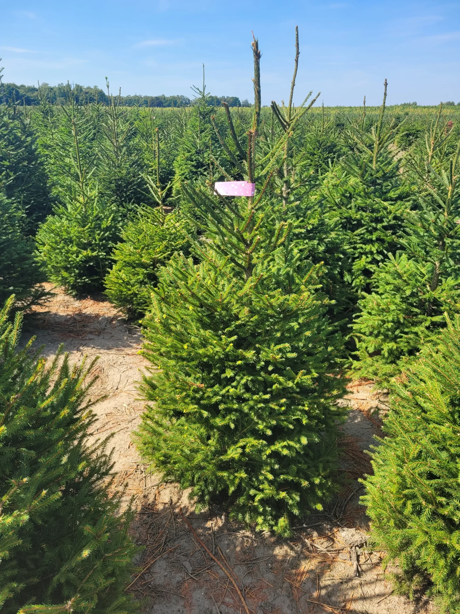 Świerk pospolity (picea abies) rosnący w donicy