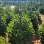 Świerk pospolity (picea abies) rosnący w donicy