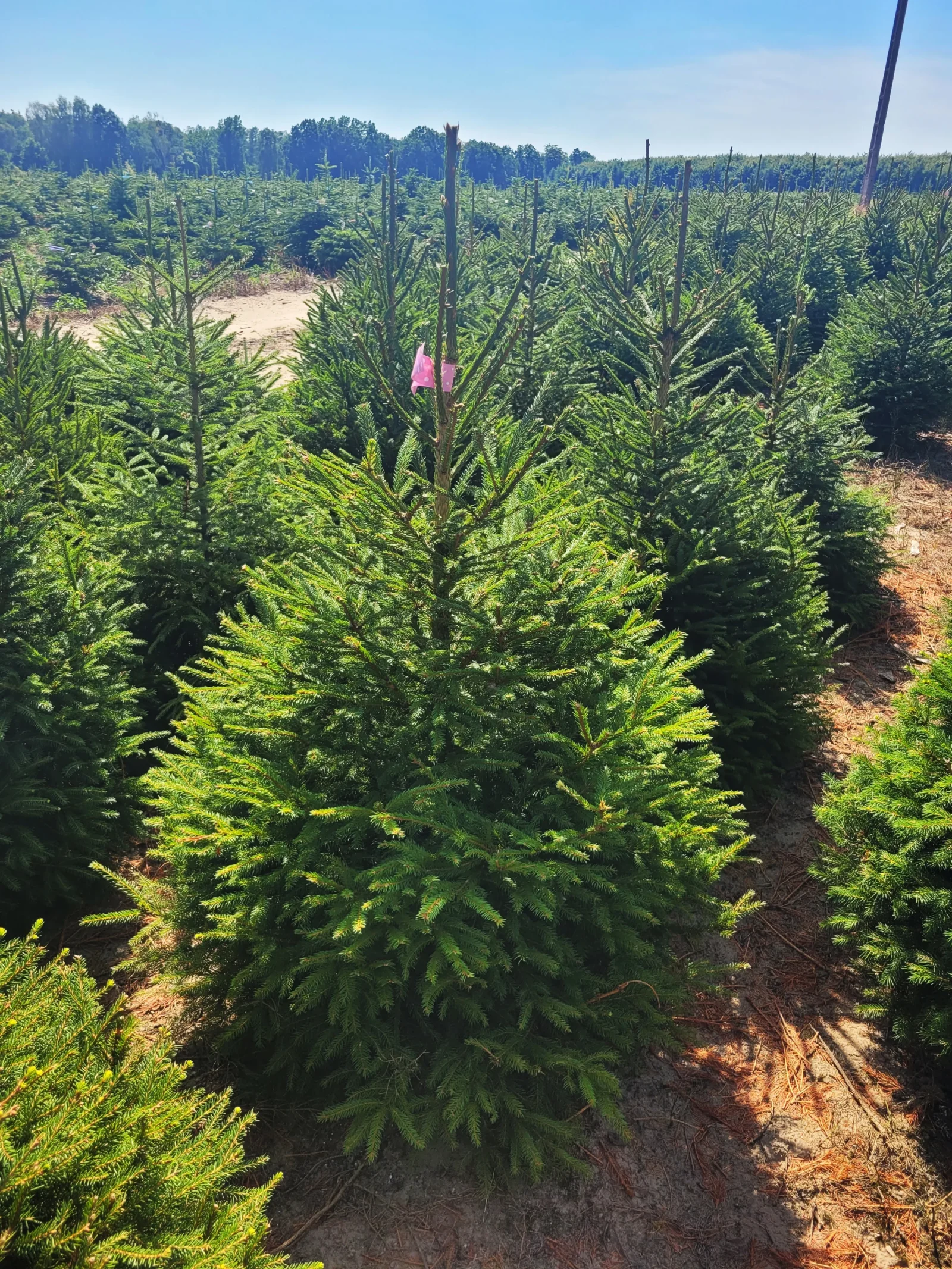 Świerk pospolity (picea abies) rosnący w donicy