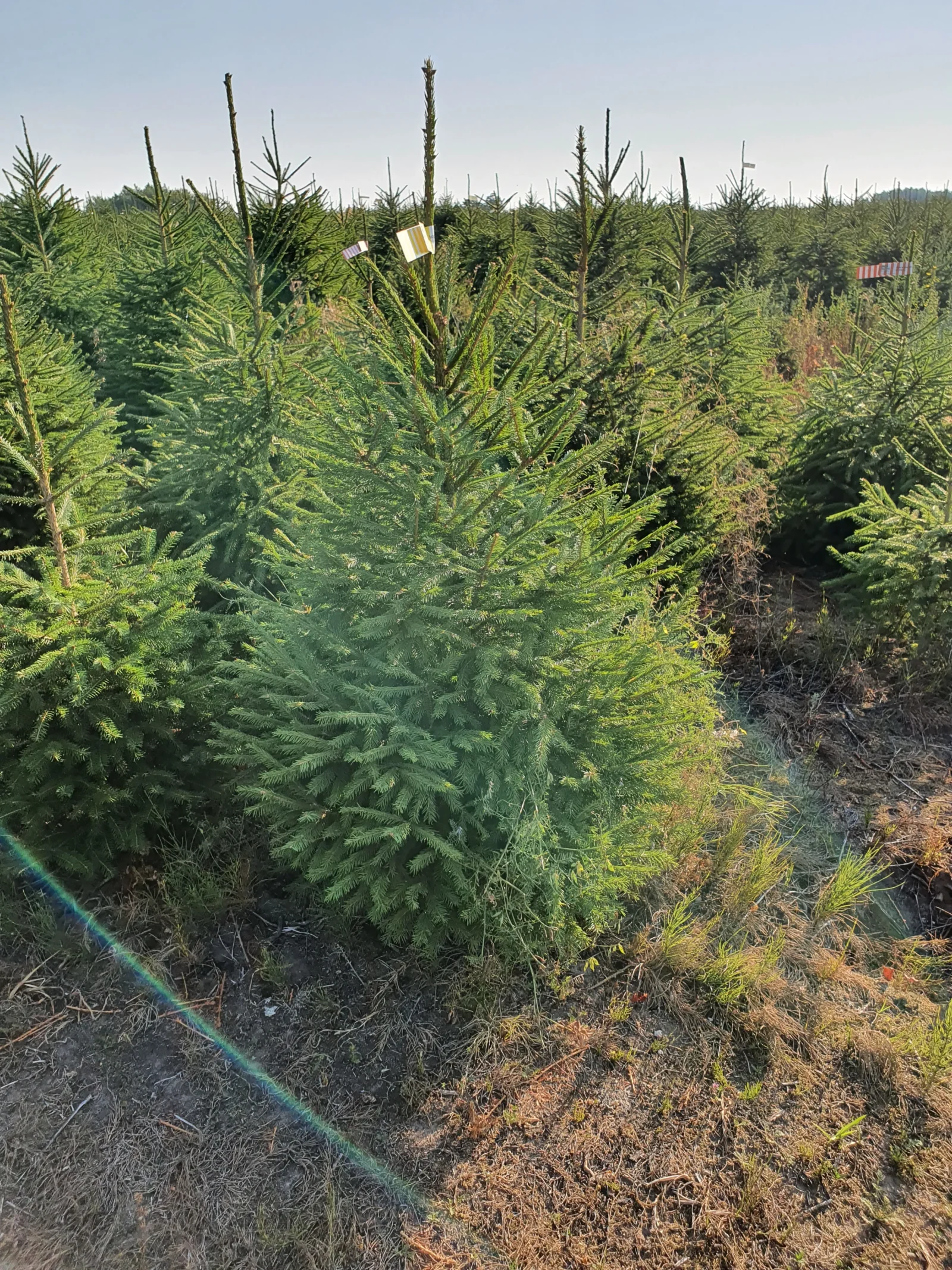 Świerk pospolity (picea abies) rosnący w donicy