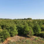 Świerk pospolity (picea abies) rosnący w donicy