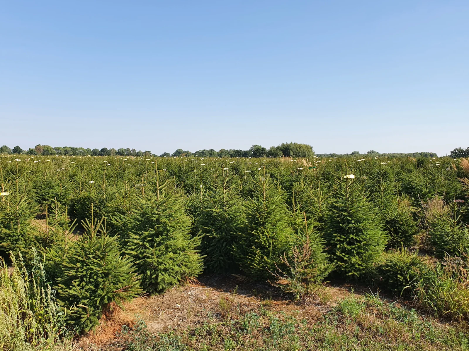 Świerk pospolity (picea abies) rosnący w donicy