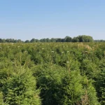 Świerk pospolity (picea abies) rosnący w donicy