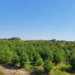 Świerk pospolity (picea abies) rosnący w donicy