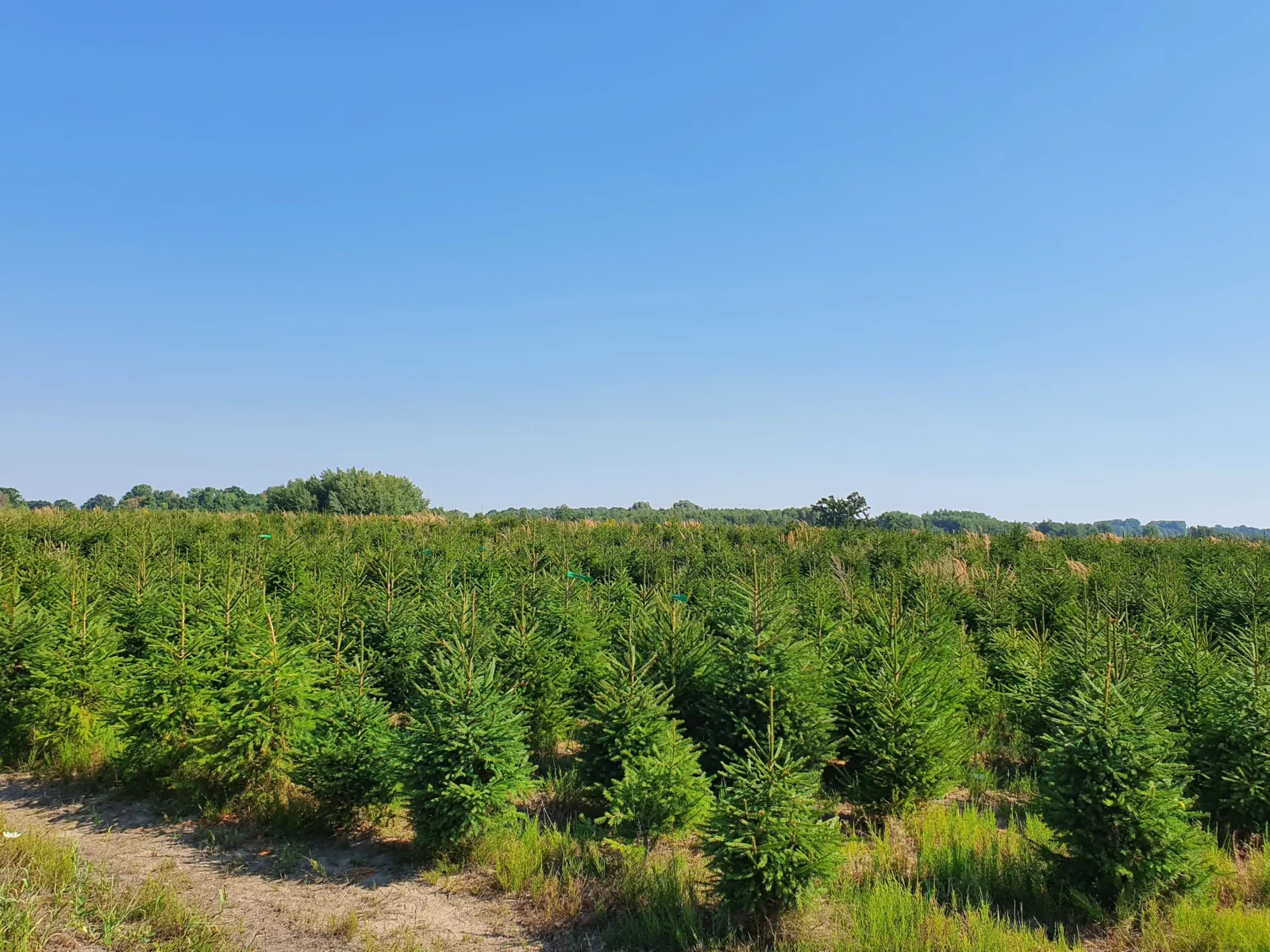 Świerk pospolity (picea abies) rosnący w donicy