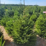 Świerk pospolity (picea abies) rosnący w donicy