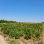 Świerk pospolity (picea abies) rosnący w donicy