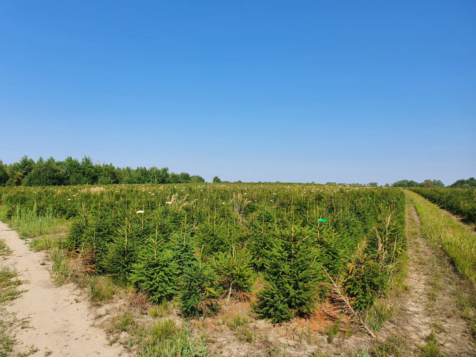 Świerk pospolity (picea abies) rosnący w donicy