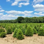 Świerk pospolity (picea abies) rosnący w donicy