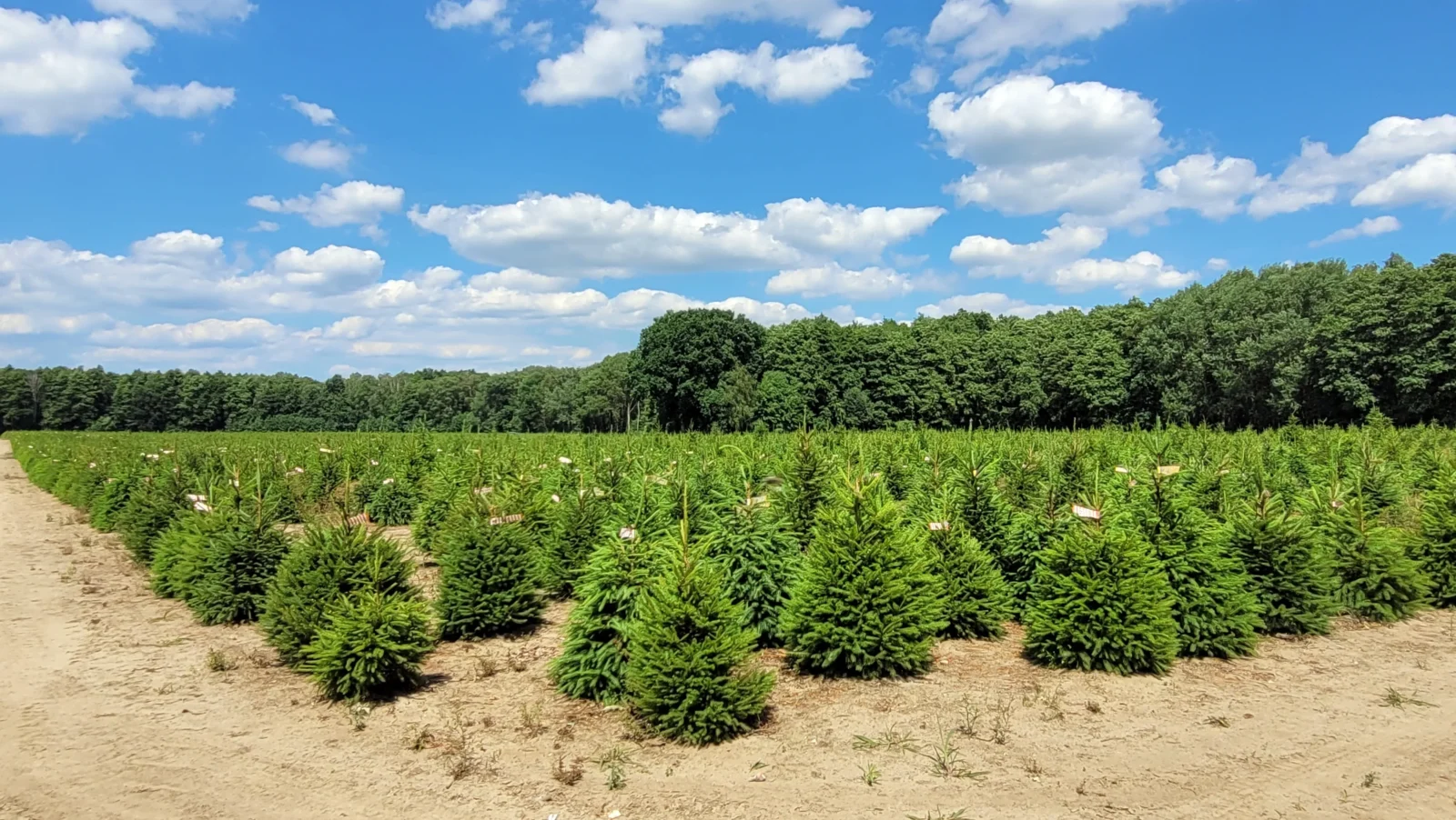 Świerk pospolity (picea abies) rosnący w donicy