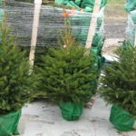 Świerk pospolity (picea abies) rosnący w donicy