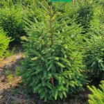 Świerk pospolity (picea abies) rosnący w donicy