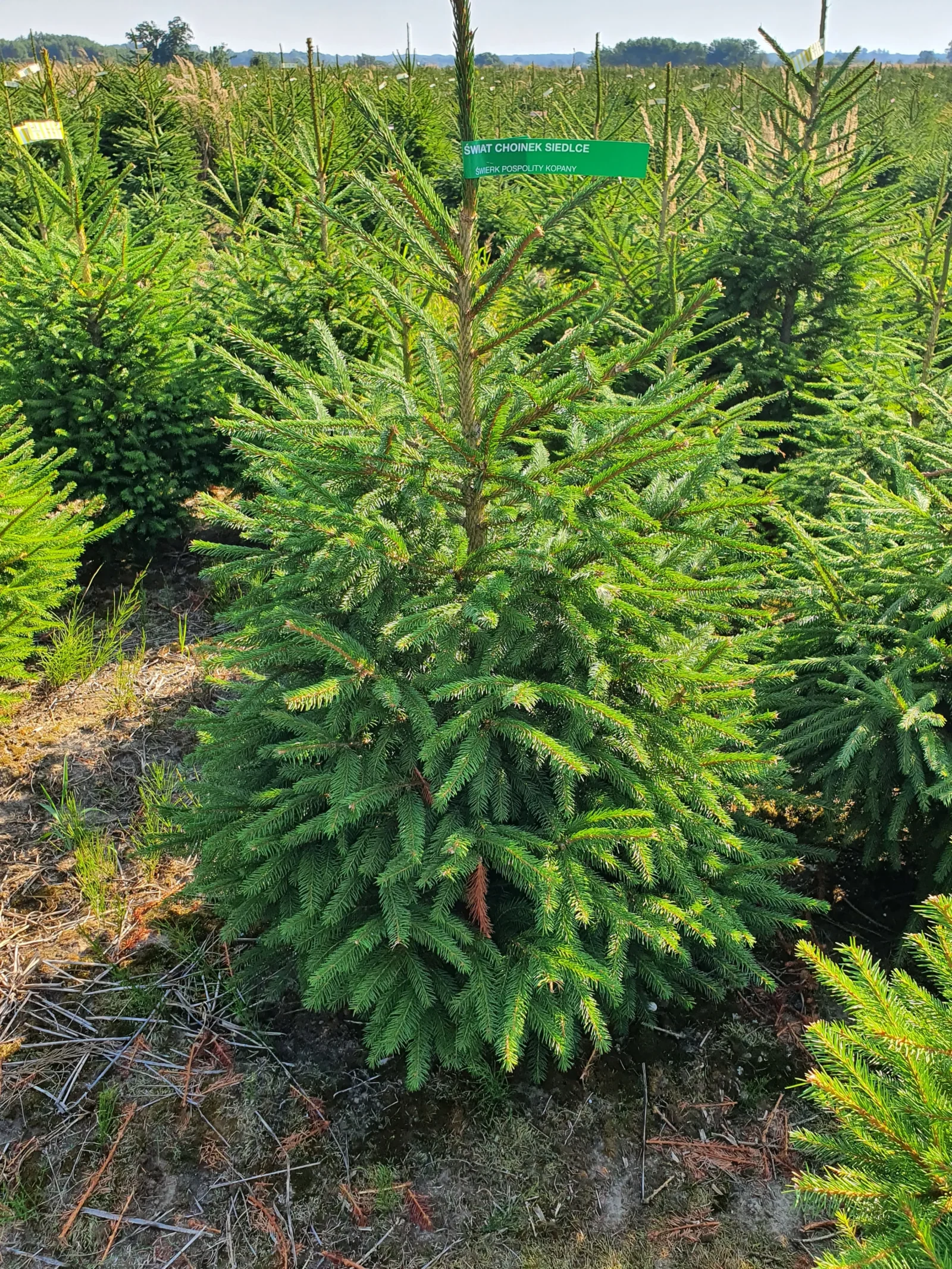 Świerk pospolity (picea abies) rosnący w donicy