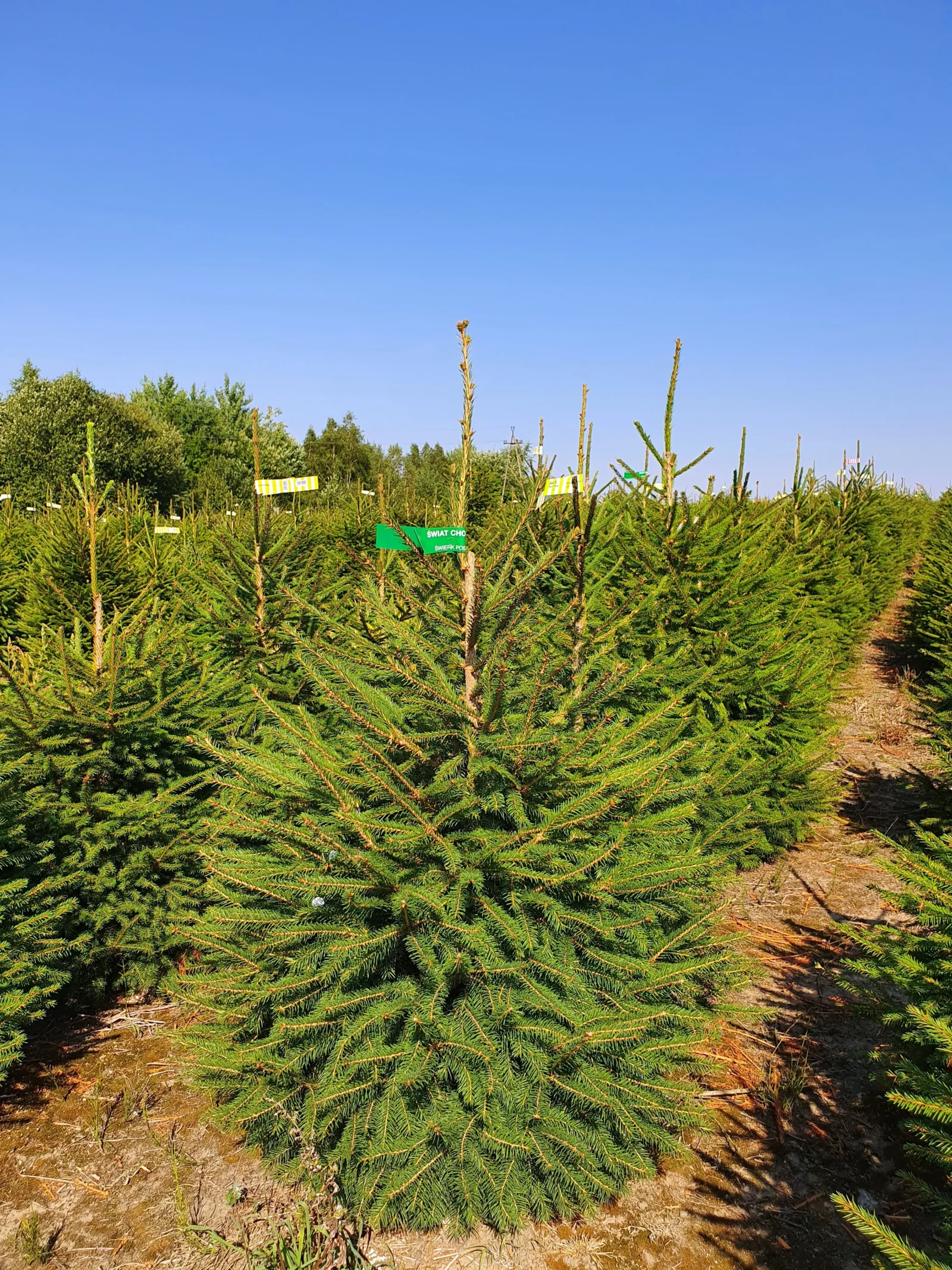 Świerk pospolity (picea abies) rosnący w donicy