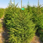 Świerk pospolity (picea abies) rosnący w donicy