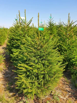 świerk pospolity w donicy (4) Świerk pospolity (picea abies) obsadzony w donicy