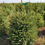 Świerk pospolity (picea abies) rosnący w donicy