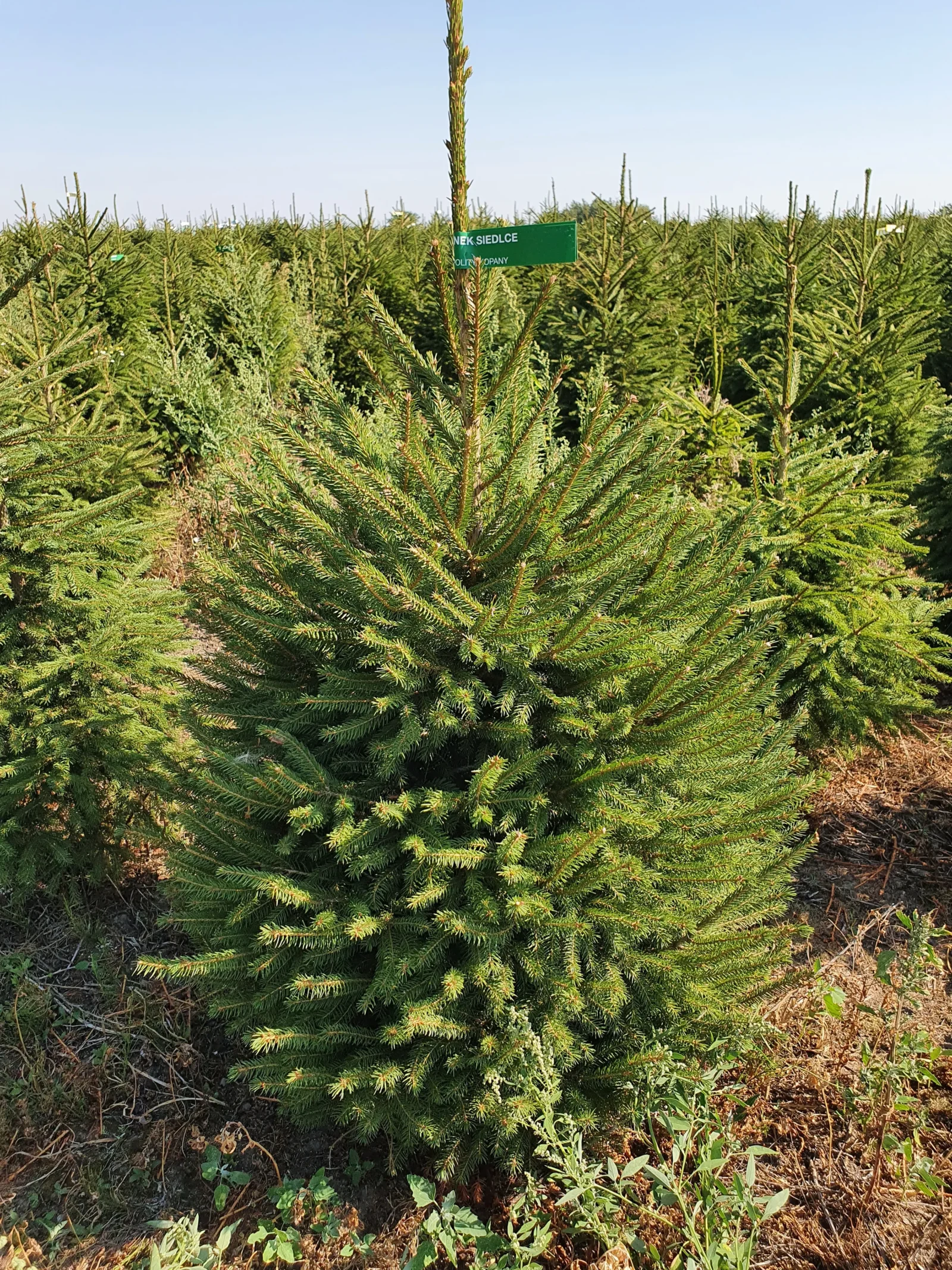 Świerk pospolity (picea abies) rosnący w donicy