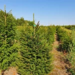 Świerk pospolity (picea abies) rosnący w donicy