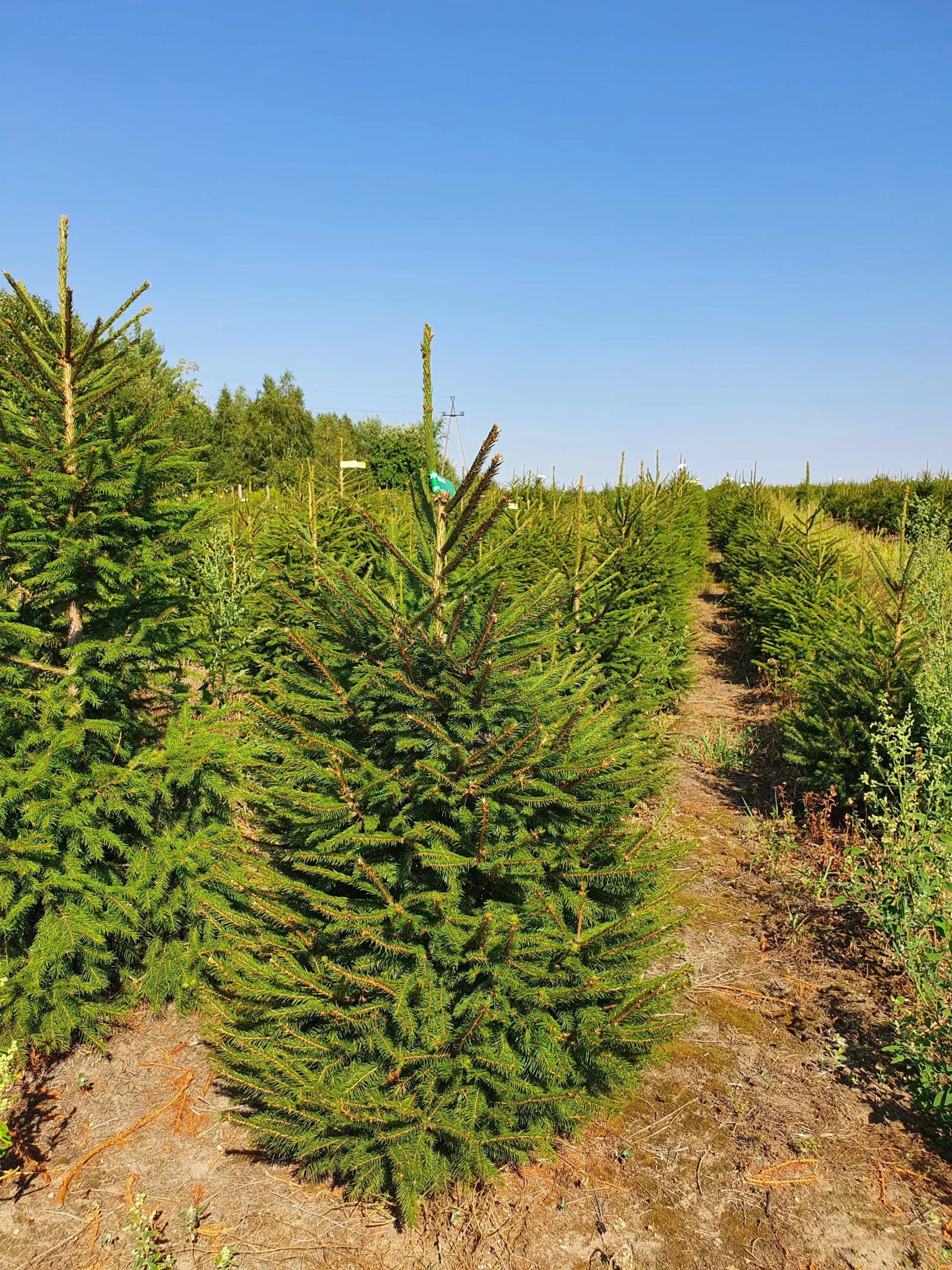 Świerk pospolity (picea abies) rosnący w donicy