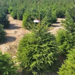 Świerk pospolity (picea abies) rosnący w donicy