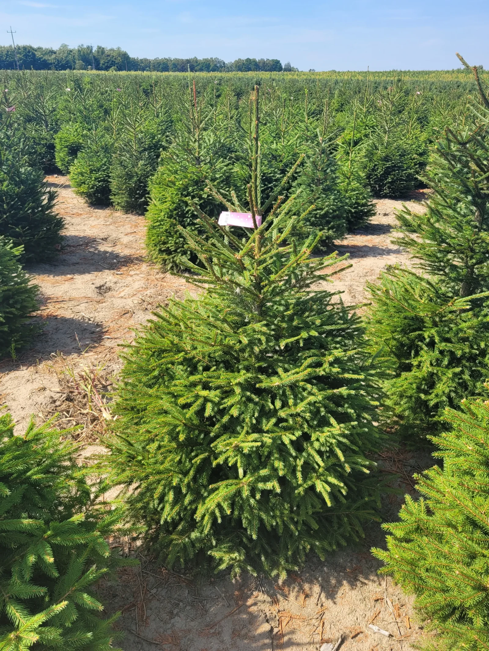 Świerk pospolity (picea abies) rosnący w donicy