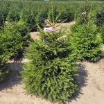 Świerk pospolity (picea abies) rosnący w donicy